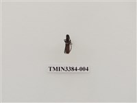 藏品(細樟紅天牛)的圖片